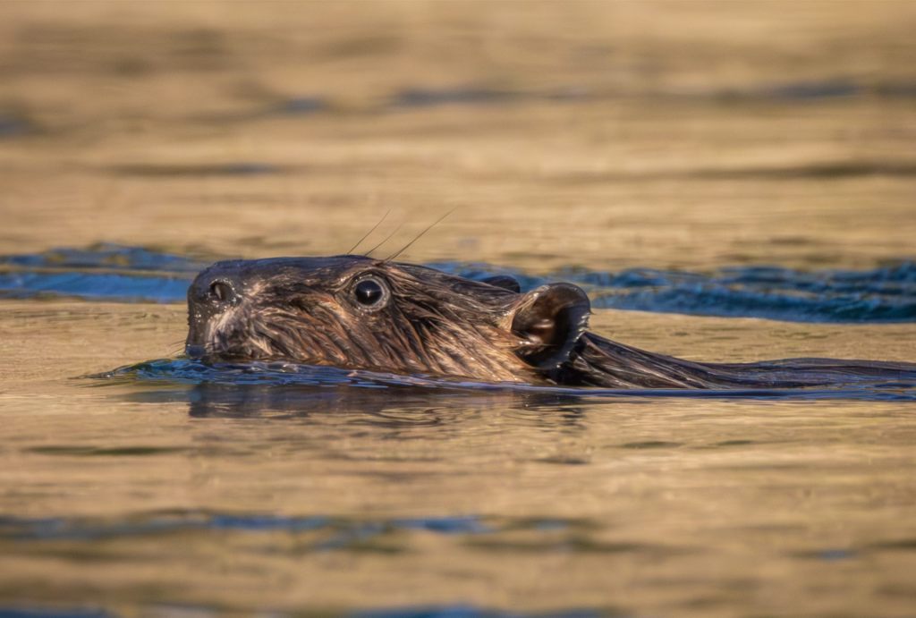 American Beaver on the South&nbsp;Fork
