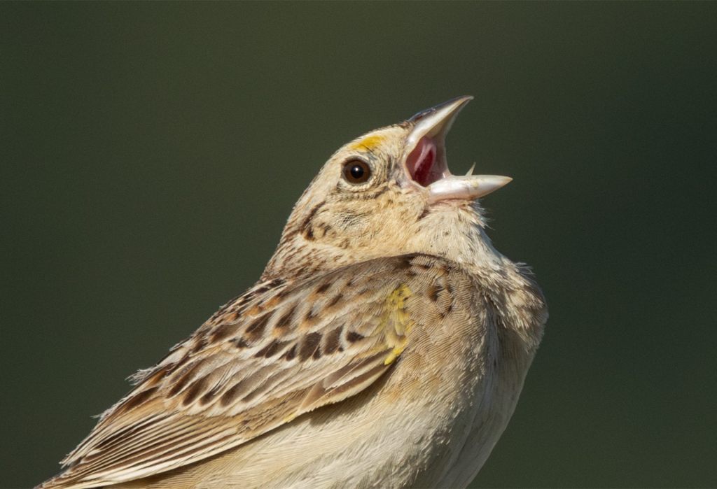 Grasshopper Sparrows at the Community&nbsp;Park