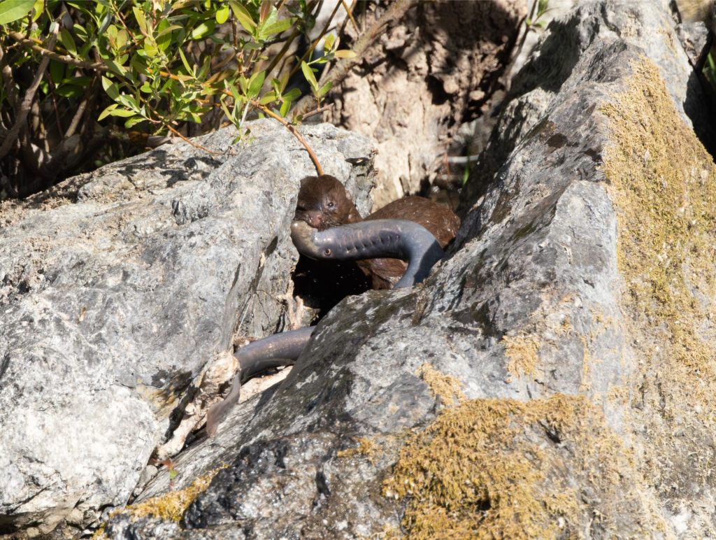 American Mink with Pacific Lamprey&nbsp;Catch