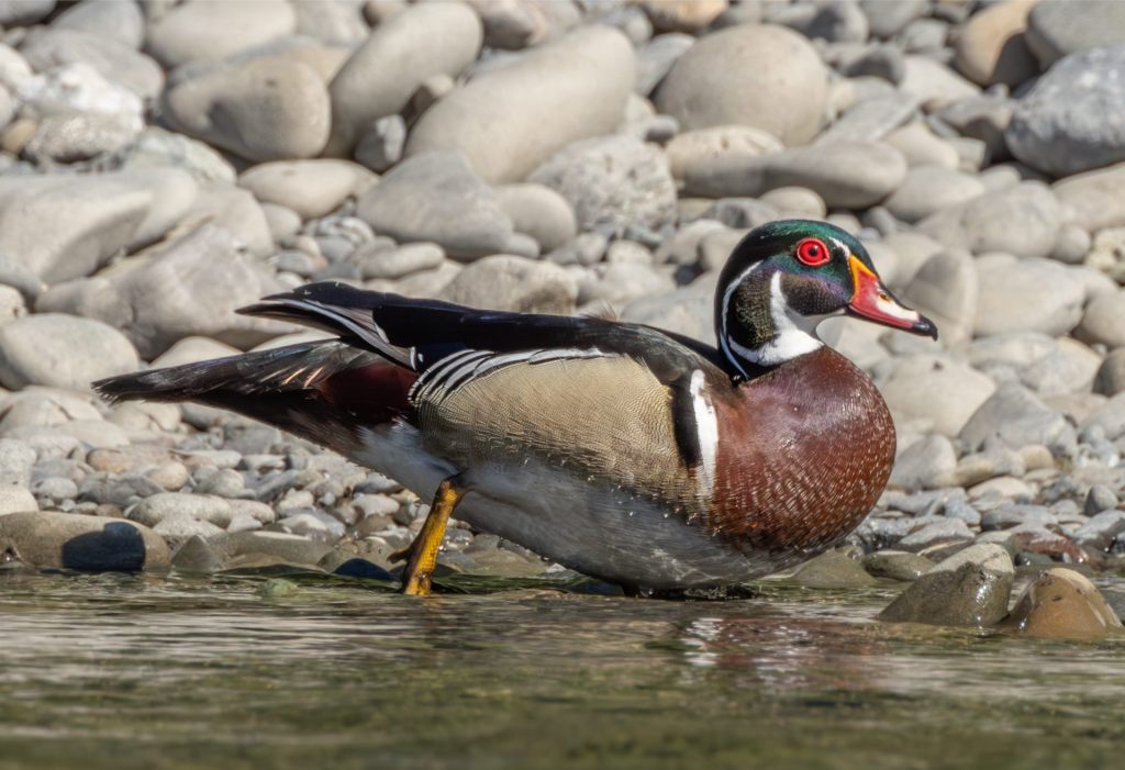 Wood Ducks on the South&nbsp;Fork