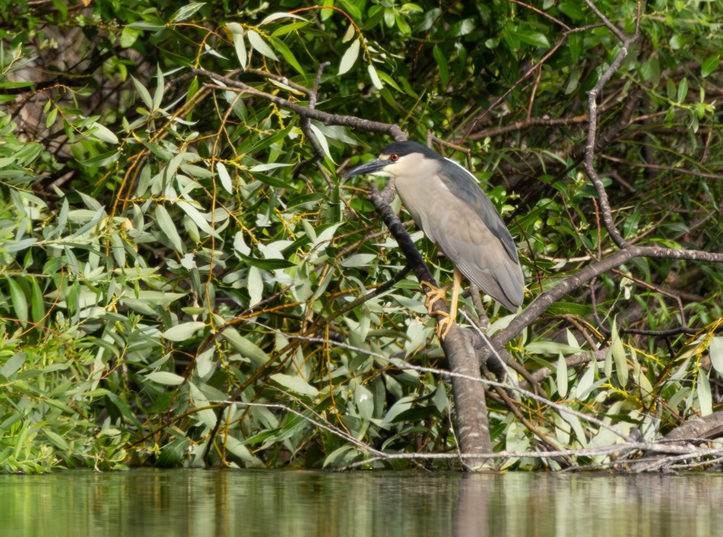 Return of an Old&nbsp;Friend