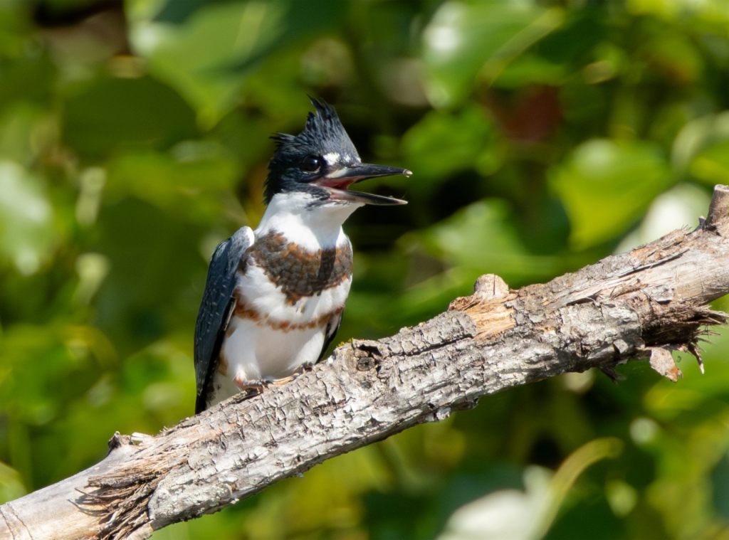 New Kingfishers in the&nbsp;House