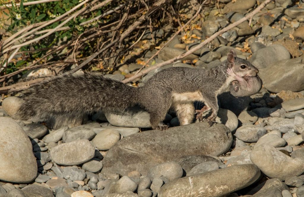 Gray Squirrel Moving&nbsp;Day