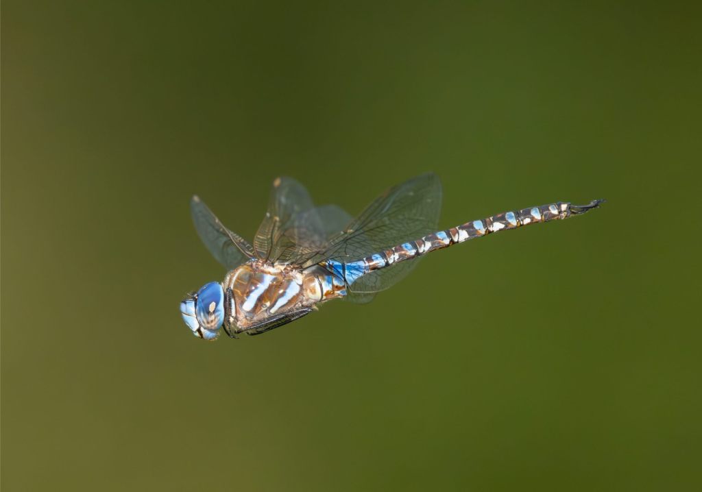 Baby’s Got Blue&nbsp;Eyes