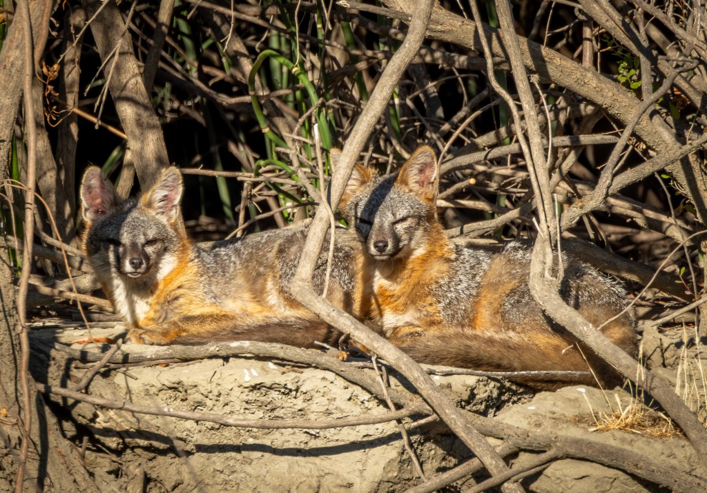Gray Foxes Return