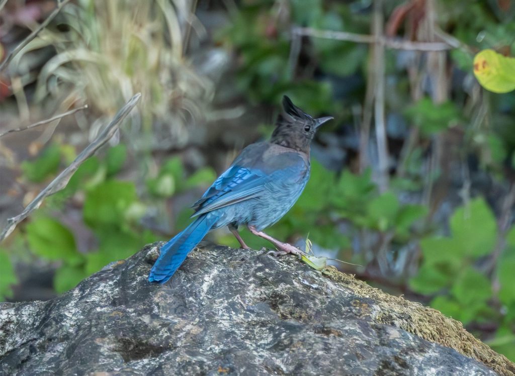 Mantis for Breakfast, Hold the&nbsp;Wings