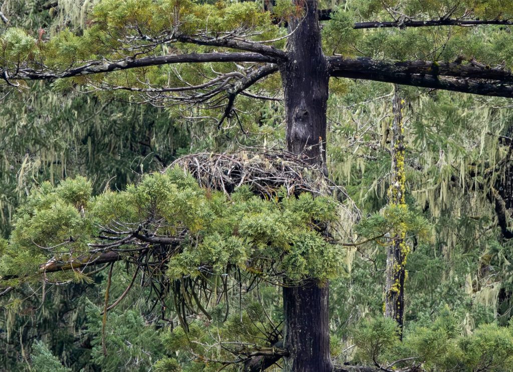 Eagle Nest Update&nbsp;1/4/25