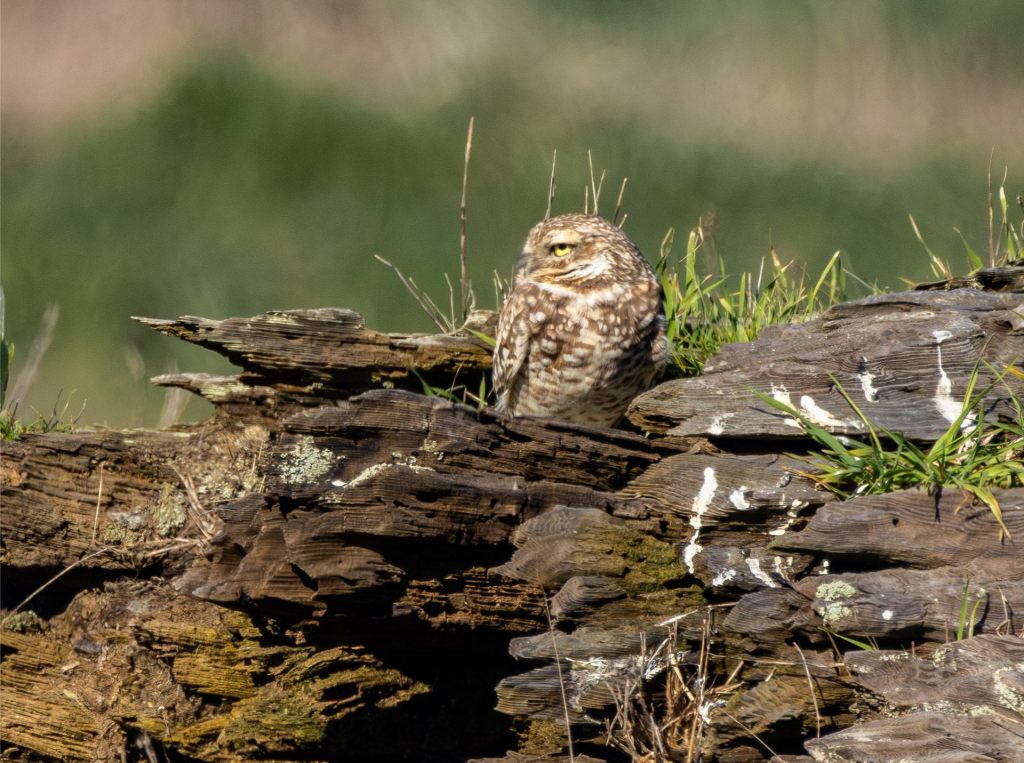 The Tao of Watching&nbsp;Birds