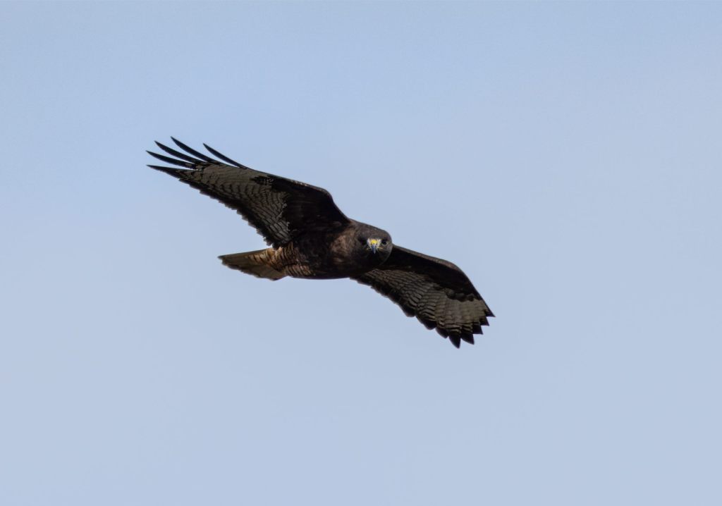 A Visit to Bear River