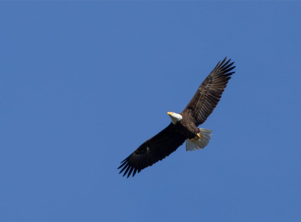 Eagle Nest Update:        March 24,&nbsp;2025