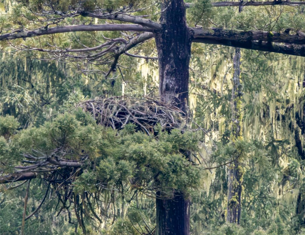 Eagle Nest Update Feb 8,&nbsp;2025