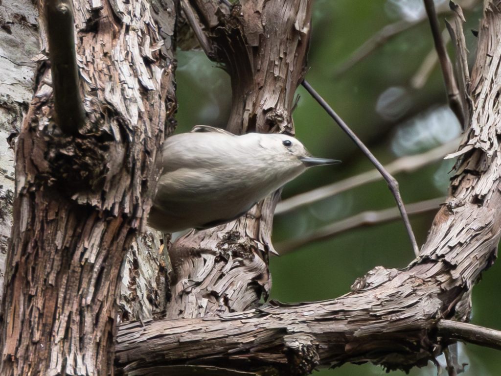 Rare Bird Alert: White-Breasted&nbsp;Nuthatch