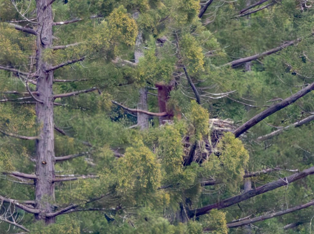 Eagle Nest Update:       March 8,&nbsp;2025