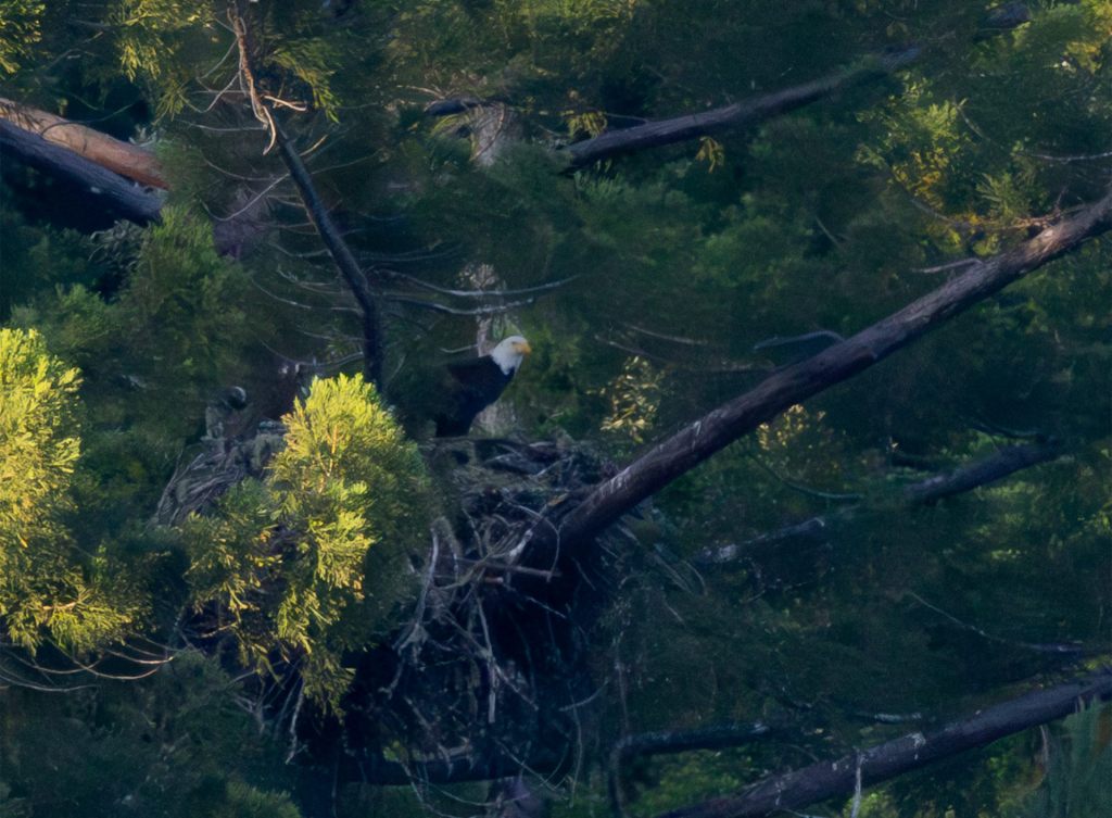 Eagle Nest Update,            May 31,&nbsp;2025