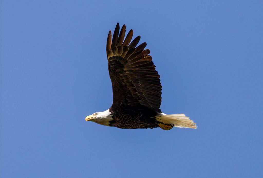 Eagle Nest Update May 16,&nbsp;2016