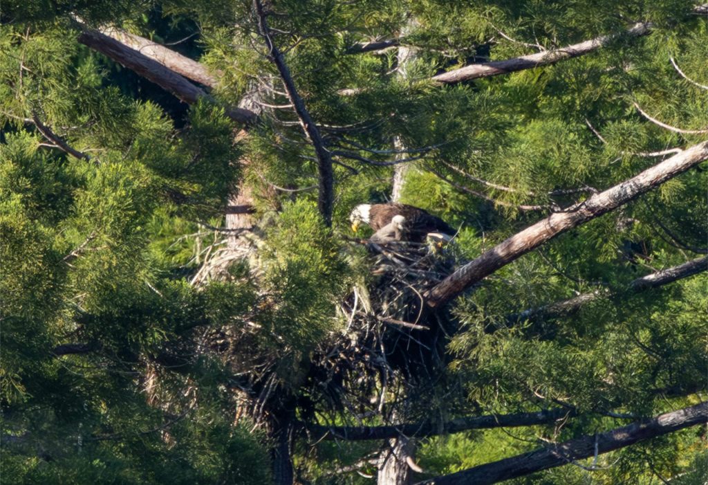 Eagle Nest Update             May 16,&nbsp;2025