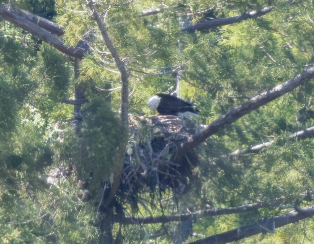 Eagle Nest Update             May 5,&nbsp;2025