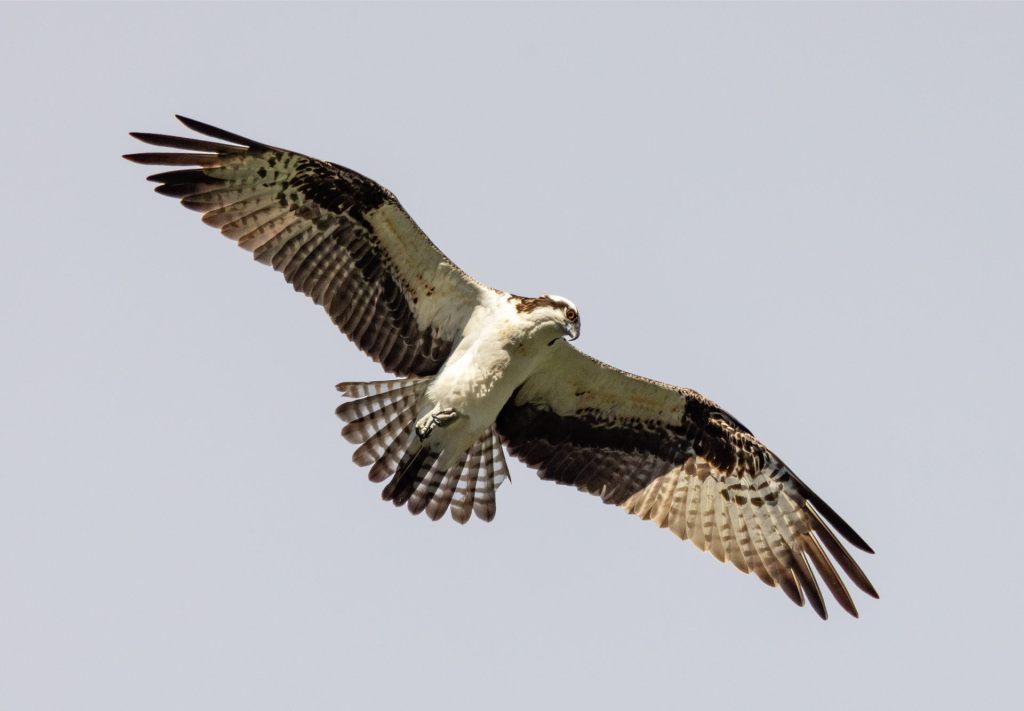 To Catch a&nbsp;Lamprey