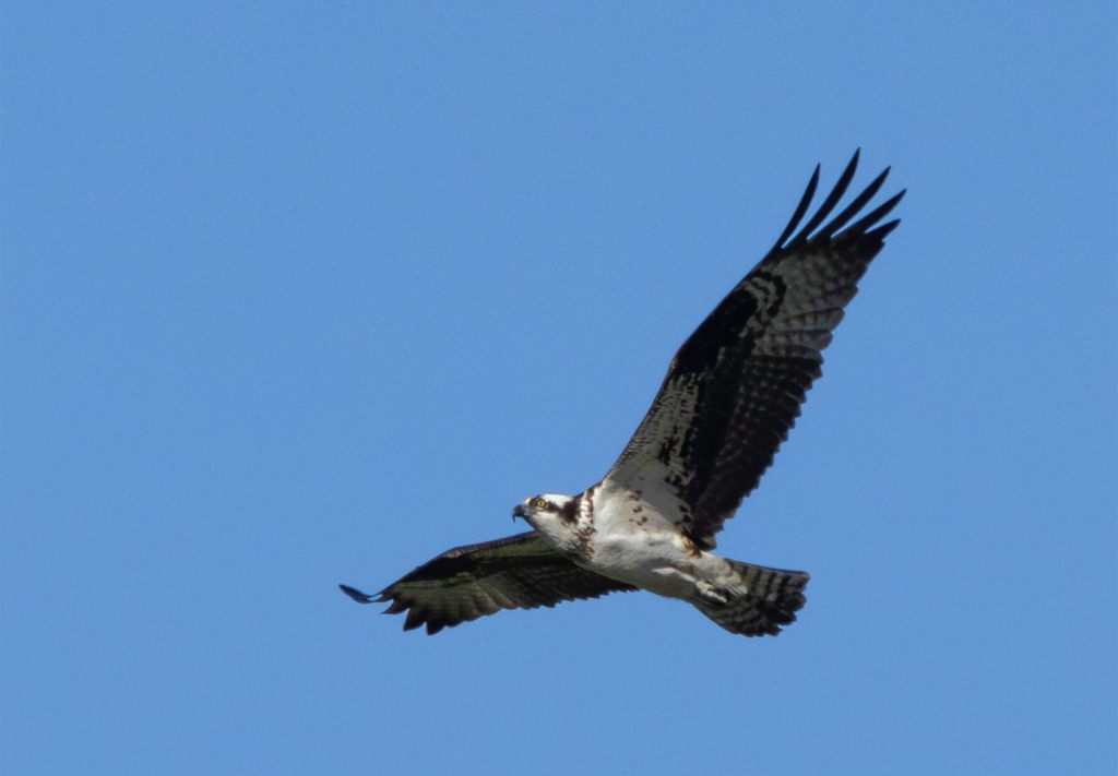 One Otter, Two Goslings, and Three&nbsp;Ospreys