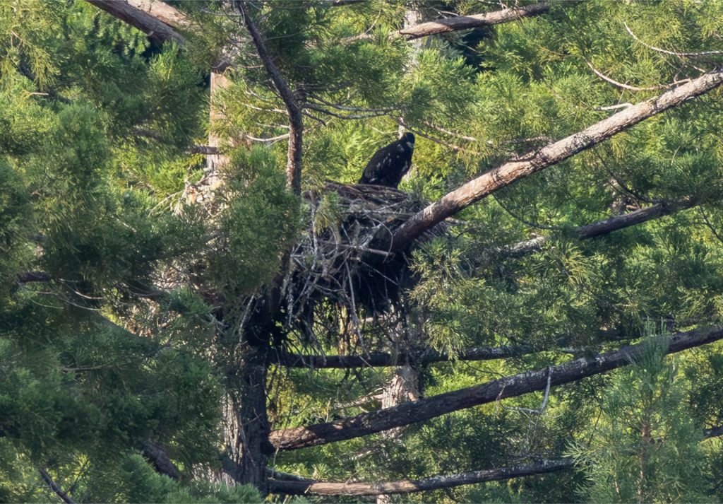 Eagle Nest Update            June 30,&nbsp;2025