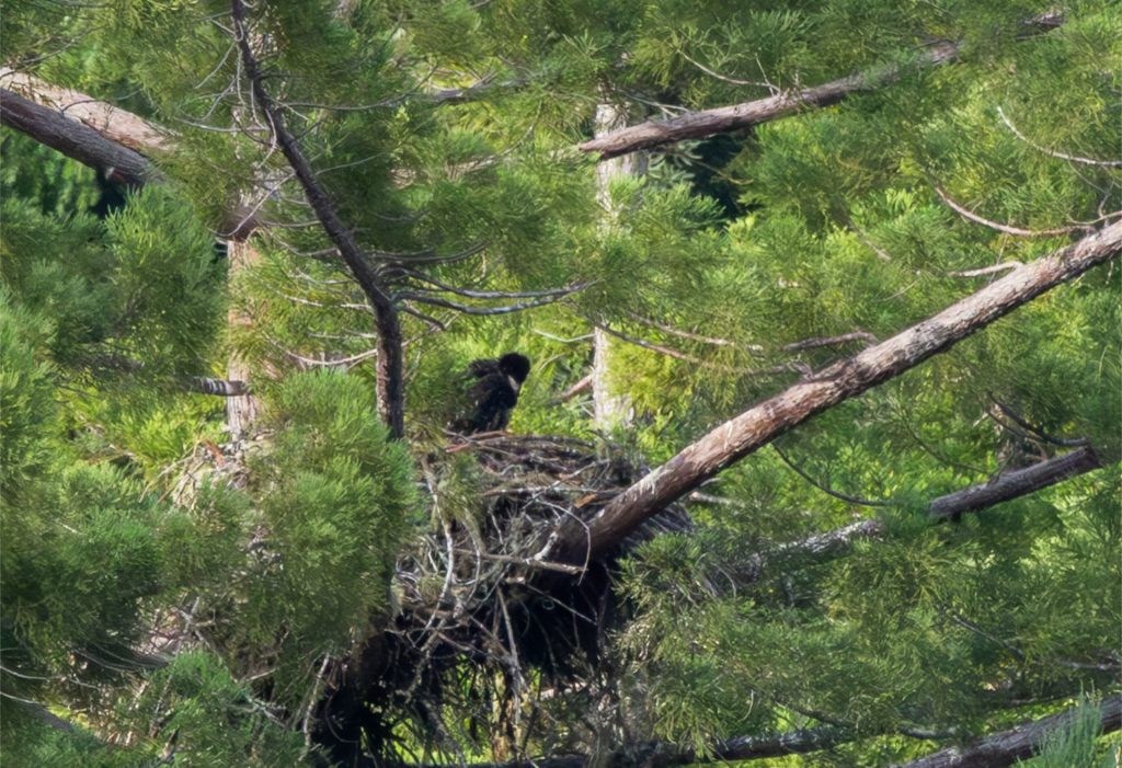 Eagle Nest Update                         June 16,&nbsp;2025