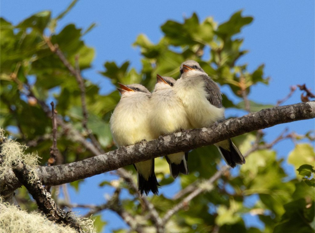 June Swoon, Part&nbsp;One