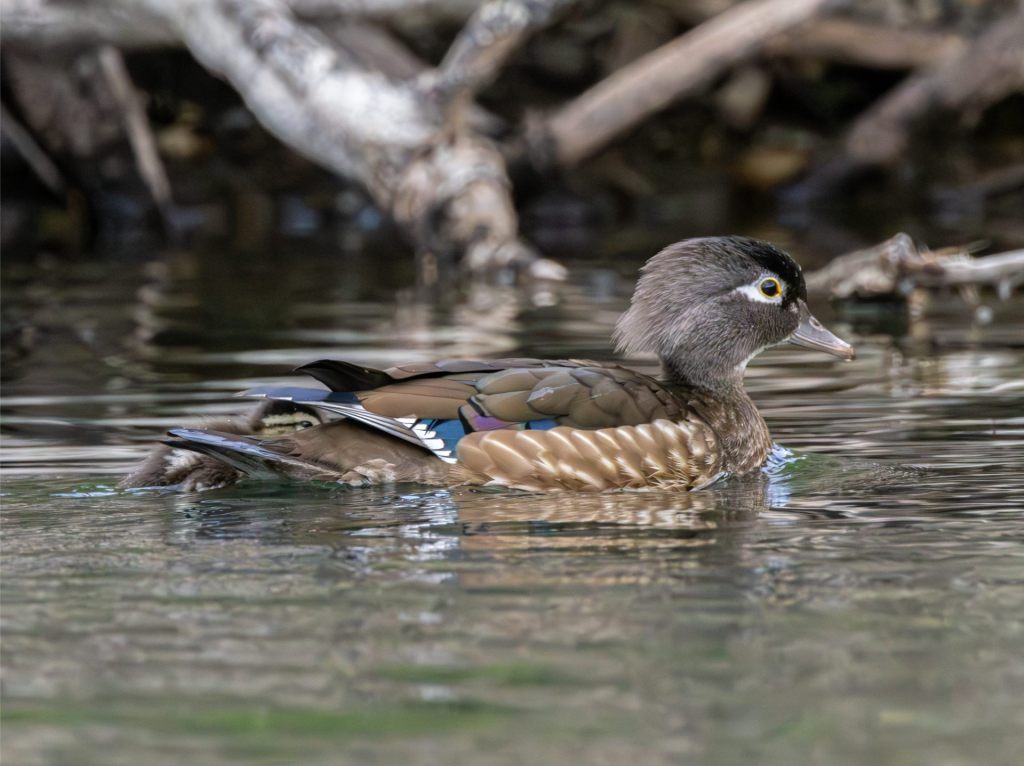 First Day of Summer&nbsp;2025