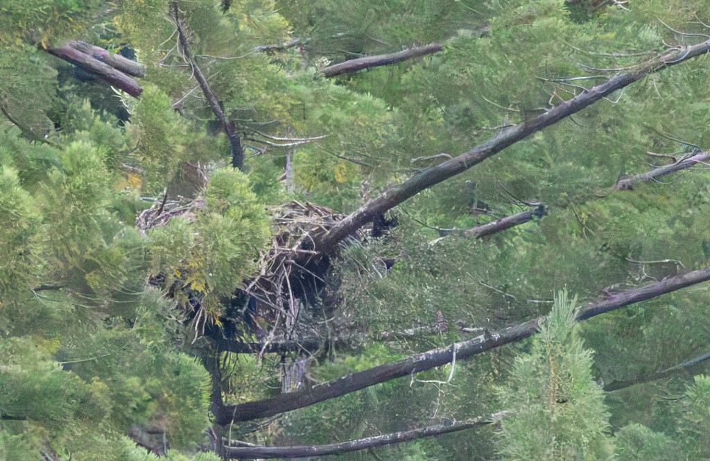 Eagle Nest Update, July 23,&nbsp;2025