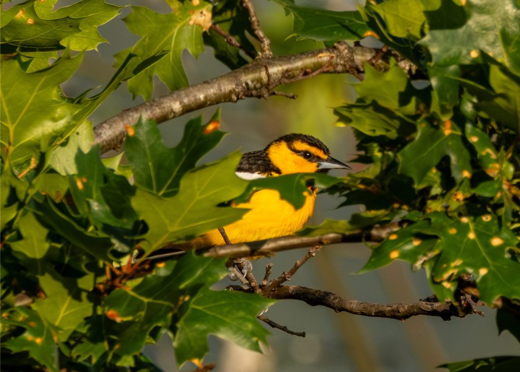 June Swoon, Part&nbsp;Two