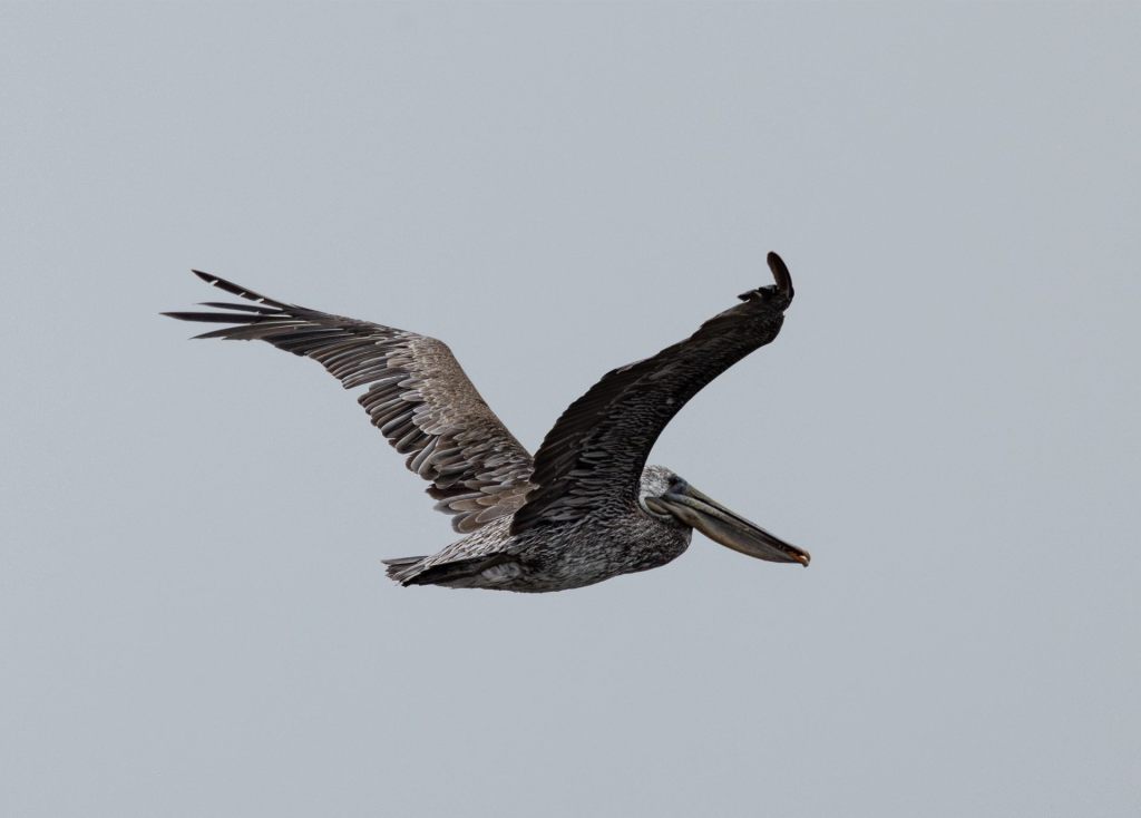 Bay Day, Bay&nbsp;Day!