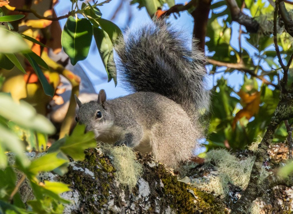 Eagle Nest Update August 4,&nbsp;2025