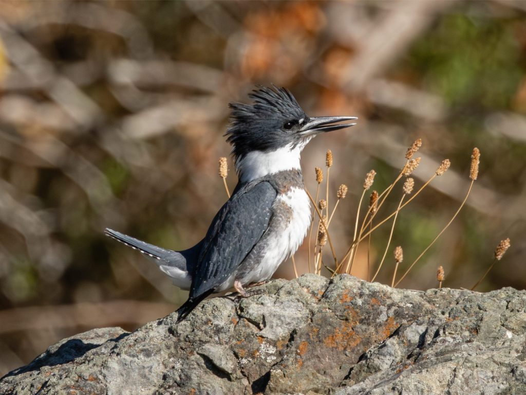 Kingfisher Kerfuffle
