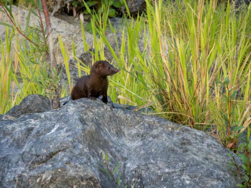 Pop Goes the&nbsp;Weasel