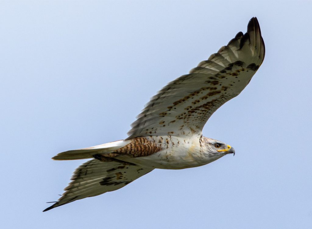 No Kings: Falco&nbsp;Ferruginious