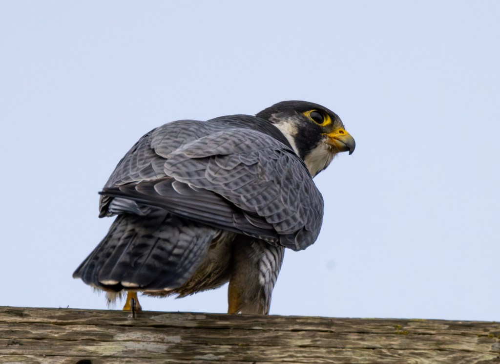 Coming out of the&nbsp;Fog