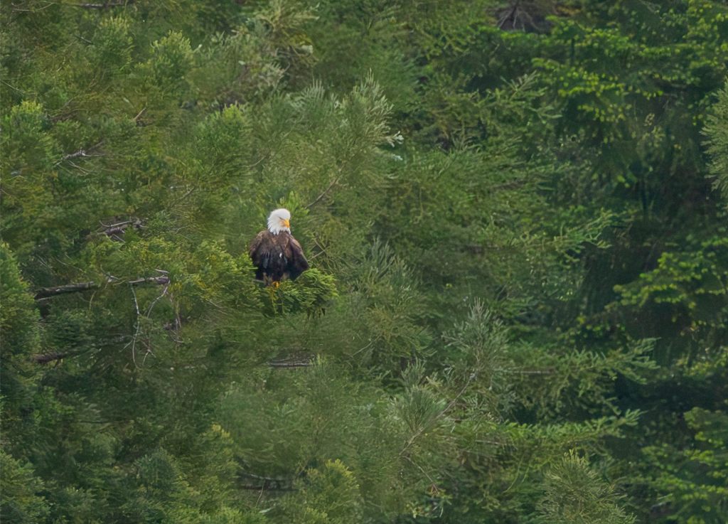 Benbow Bald Eagle Nest&nbsp;2026