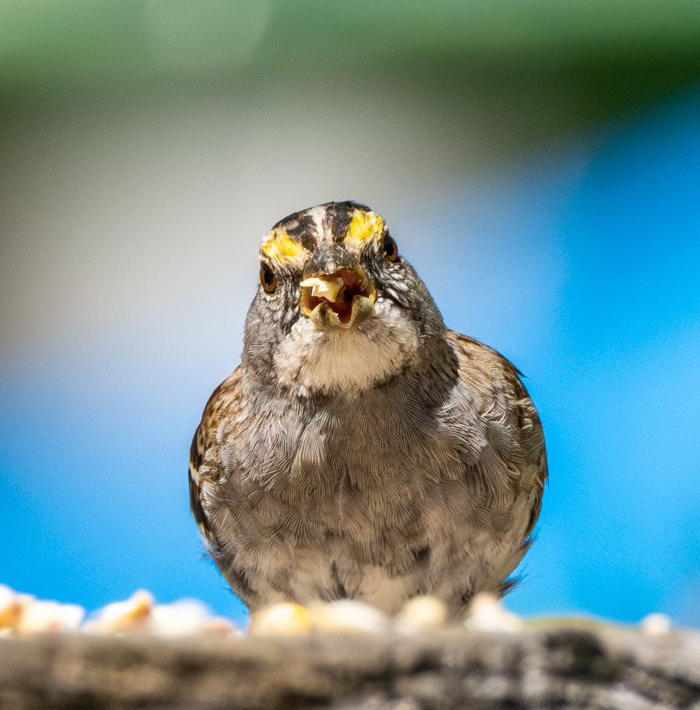 When the Student Is Ready, the Teacher Will&nbsp;Appear