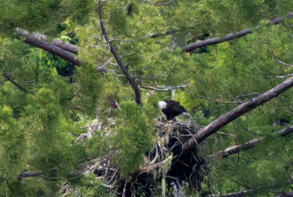 Eagle Nest Update,             May 6,&nbsp;2026