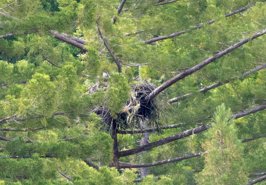 Eagle Nest Update: May 29,&nbsp;2026
