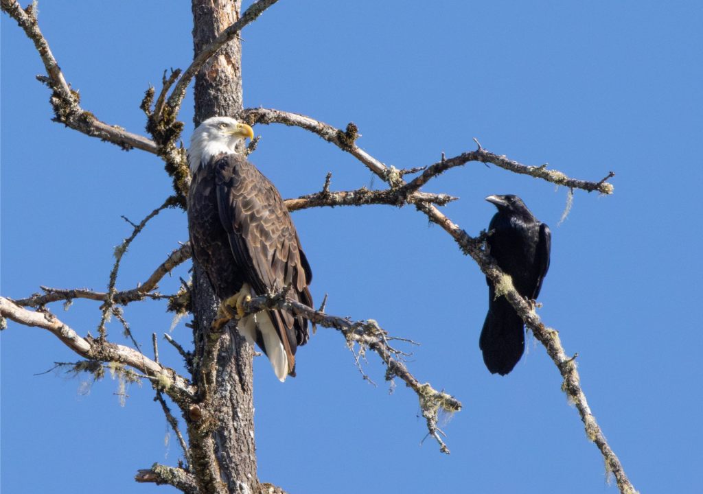Bald Eagle Visit, With&nbsp;Associates